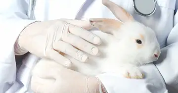 ein weißes Kaninchen liegt auf dem Arm des Tierarztes