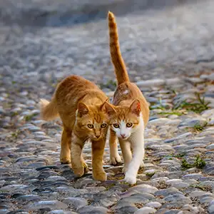 Zwei Katzen laufen draußen eng nebeneinander