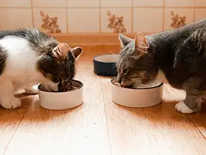 Zwei Katzen sitzen sich gegenüber und fressen aus ihren Näpfen