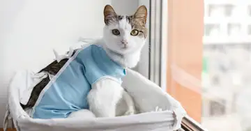 Katze nach der Operation mit einem Schutzanzug