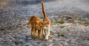 Zwei Katzen laufen nah aneinander über die Einfahrt