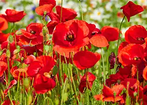 Mohn