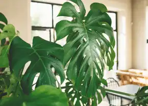 Monstera