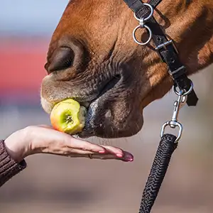 Pferd frisst einen Apfel aus der Hand