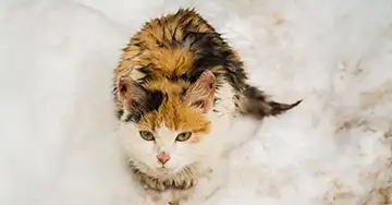 Katze mit nassem Fell sitzt im Schnee