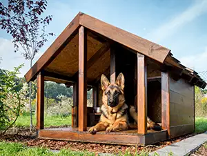 Schäferhund liegt vor der Hundehütte