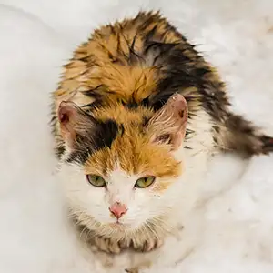 Streunderkatze sitzt mit nassem Fell im Schnee