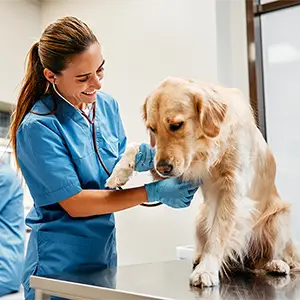 Der Tierarzt untersucht einen Golden Retriever