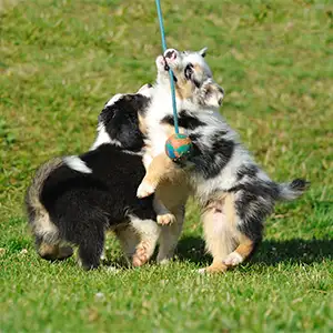 Welpen spielen auf der Wiese