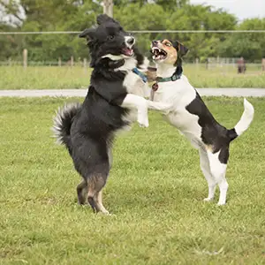 Der Hund wird von einem fremden Hund angegriffen