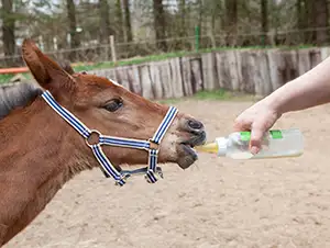 Das Fohlen trinkt Milch aus der Flasche