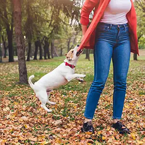 Fremder Hund springt Frau an