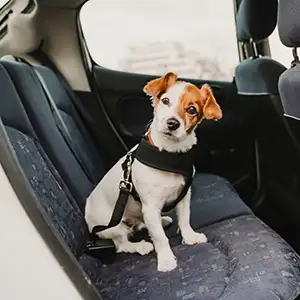 Autositz für Hunde - so transportierst Du einen kleinen Hund