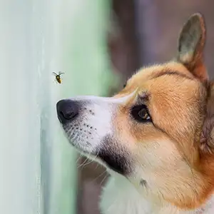 Biene fliegt über der Hundenase