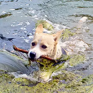 Hund schwimmt zwischen Algen im See