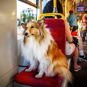 Hund sitzt auf dem Sitz im Bus