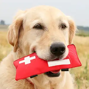 Hunderatgeber: Erste Hilfe für Hunde - rette Deinen Hund