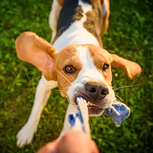 Hund zerrt am Spielzeug