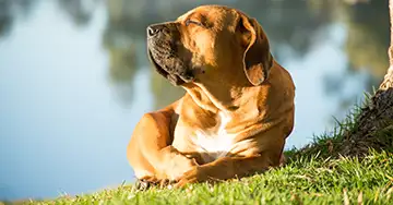 Hund genießt die Mittagssonne