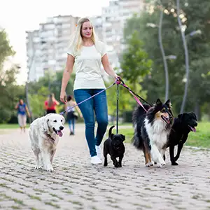 Hundesitterin führt mehrere Hunde spazieren