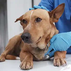 Tierärztin untersucht den Hund