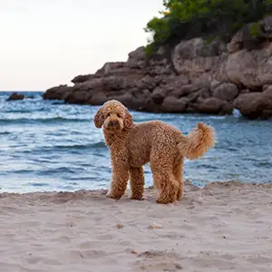ein Hund steht an einem Strand am Mittelmeer