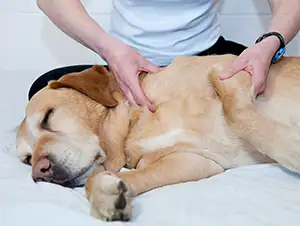 Labrador liegt auf der Seite und genießt eine Massage