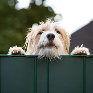 Hund sieht über den Gartenzaun zum Nachbarsgrundstück