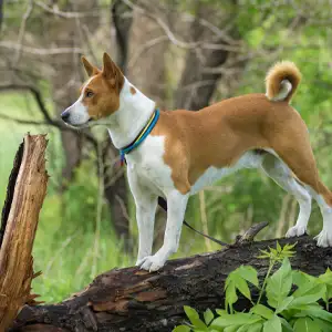 ein Basenji balanciert auf einem Baumstamm