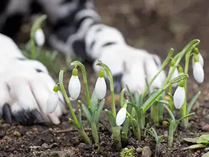 Maiglöckchen wachsen auf einer Wiese