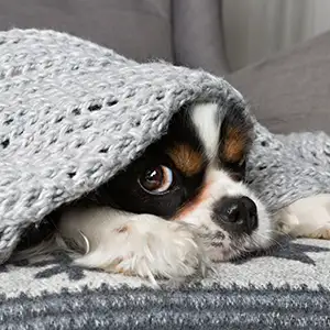 kranker Hund liegt unter der Decke