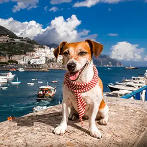 Hund sitzt am Meer in Italien