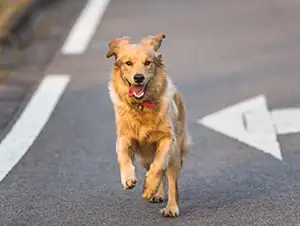 Hund rennt auf die Straße