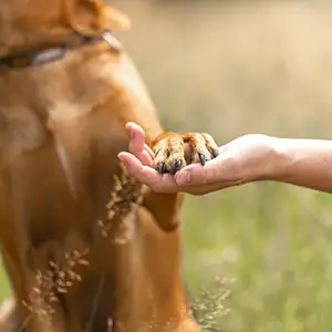 Hand und Hundepfote