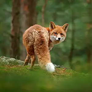 Fuchs im Wald