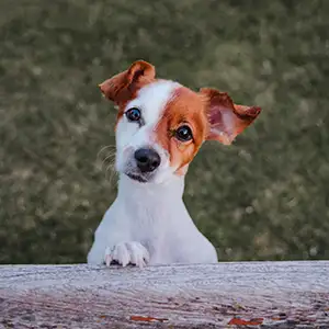 Portrait eines Hundes