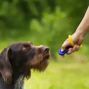 ein Hund wird mit dem Clicker trainiert