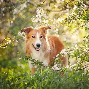 ein Collie steht unter einem blühenden Baum