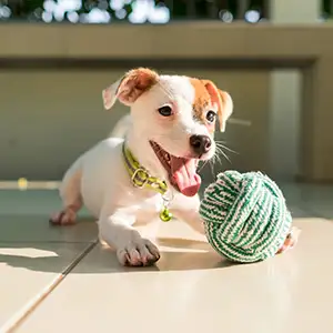 Jack Russell mit seinem Ball