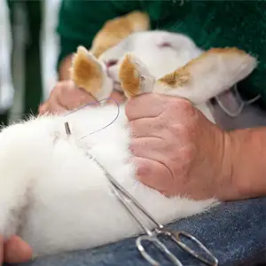 Kaninchen wird vom Tierarzt kastriert