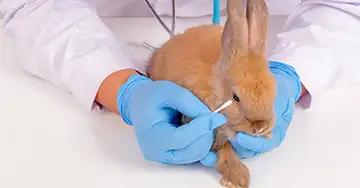 Tierarzt untersucht ein Kaninchen auf EC