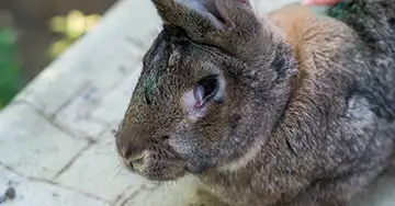 Kaninchen mit entzündeten Augen