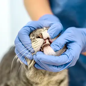 Tierärztin untersucht einen Abszess am Zahnfleisch der Katze