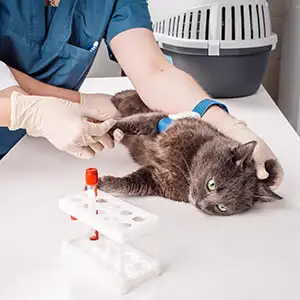 Der Katze wird vom Tierarzt Blut abgenommen