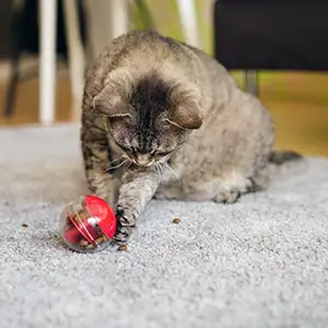 Katze spielt mit dem Intelligenzspielzeug