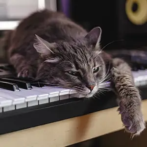 Katze liegt auf dem Klavier