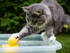 Katze spielt mit Wasser