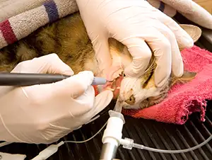 Zahnsteinentfernung beim Tierarzt