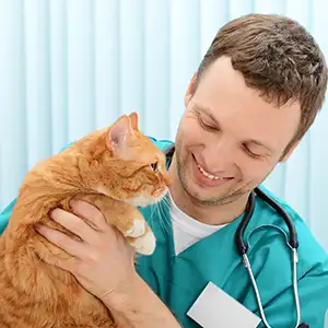 Tierarzt hält die Katze auf dem Arm