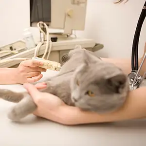 Katzenkrankenversicherung Vergleich, Auch Testsieger